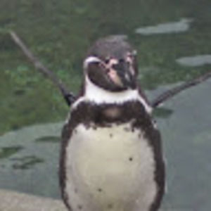 Meet your Posher, Leslie